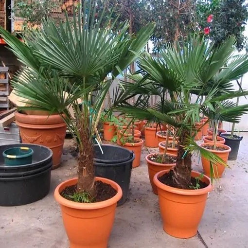 Szorstkowiec Fortunnego, Trachycarpus fortunei
