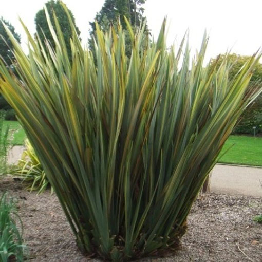 Tęgosz mocny, Phormium tenax