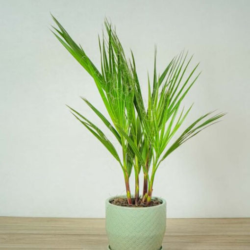 Waszyngtonia nitkowata, Washingtonia filifera