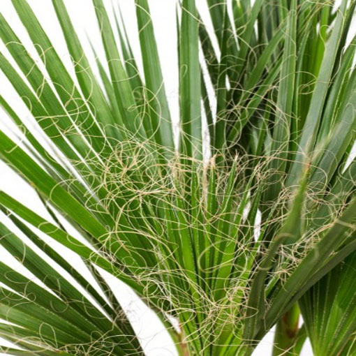Waszyngtonia nitkowata, Washingtonia filifera