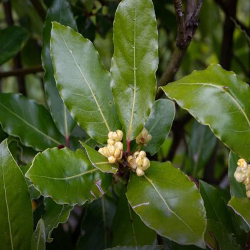 Wawrzyn szlachetny, Laurus nobilis