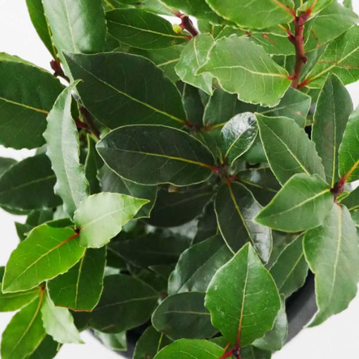 Wawrzyn szlachetny, Laurus nobilis