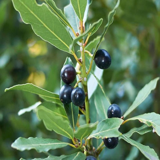 Wawrzyn szlachetny, Laurus nobilis