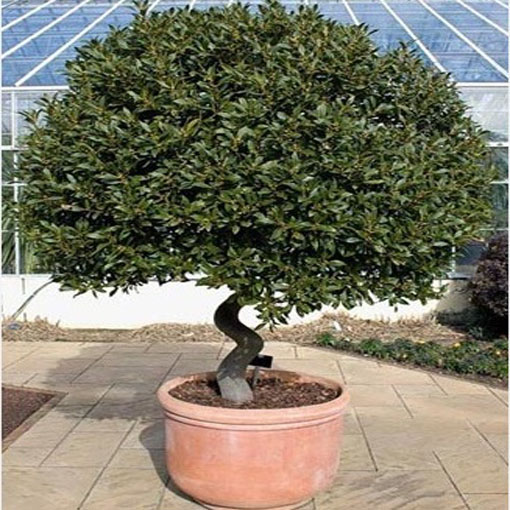 Wawrzyn szlachetny, Laurus nobilis