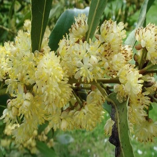 Wawrzyn szlachetny, Laurus nobilis