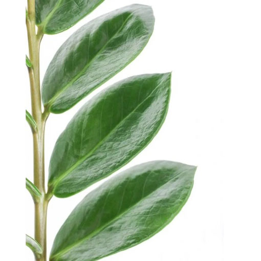 Zamia, Zamia furfuracea