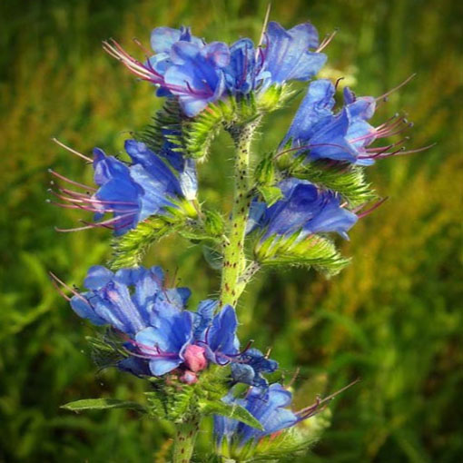 Żmijowiec Hiszpania, Echium fastuosum