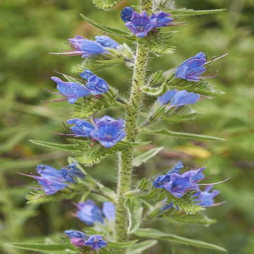Żmijowiec Hiszpania, Echium fastuosum