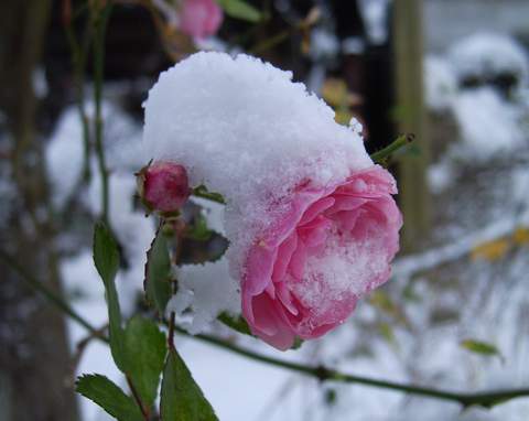kwiat róży w zimowym kożuszku