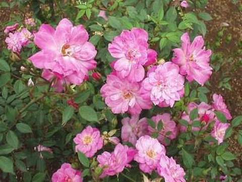 Róże miniaturowe Rosa chinensis Minima