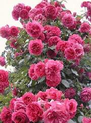 przykład róż ramblersów