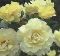 Odnośnik do strony o różach wielokwiatowych rabatowych