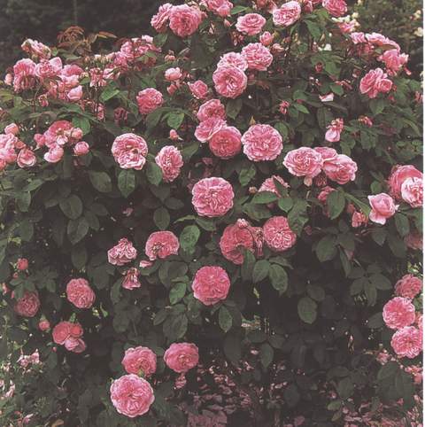 Róże wielokwiatowe