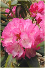 Rododendron jakuszimański Barmstedt - Rhododendron yakushimanum Barmstedt