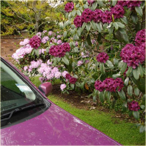 Rododendron jakuszimański Caroline Allbrook - Rhododendron yakushimanum Caroline Allbrook