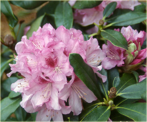 Rododendron wielkokwiatowy Cheer - Rhododendron Caucasicum