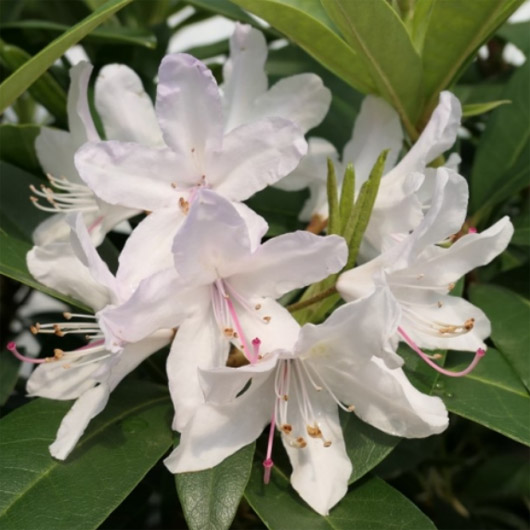 Rododendron czeski Bezdez biało-jasnofioletowy Rhododendron Bezděz