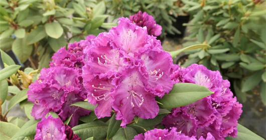 Rododendron czeski Kokorin, Rhododendron Kokořín