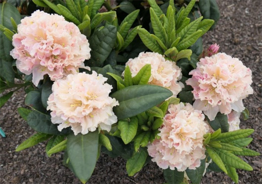 Rododendron czeski Kotnov, Rhododendron Kotnov