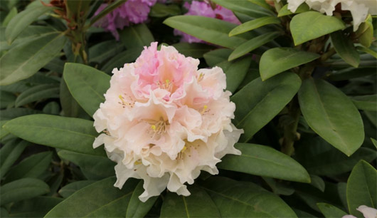 Rododendron czeski Kotnov, Rhododendron Kotnov