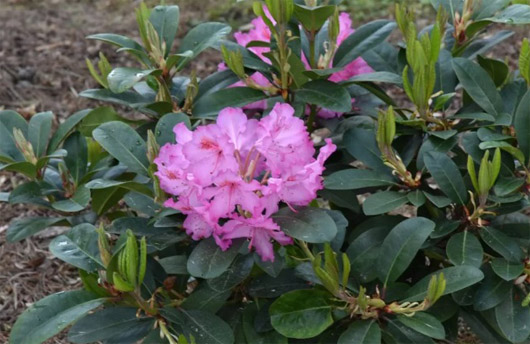 Rododendron czeski Kozakov, Rhododendron Kozakov