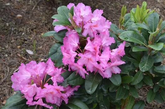 Rododendron czeski Kozakov, Rhododendron Kozakov