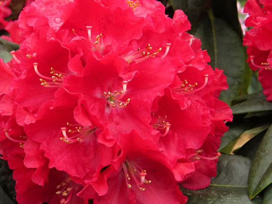 Rododendron czeski Krakovec, Rhododendron Krakovec