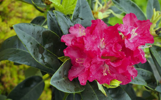Rododendron czeski Krakovec, Rhododendron Krakovec