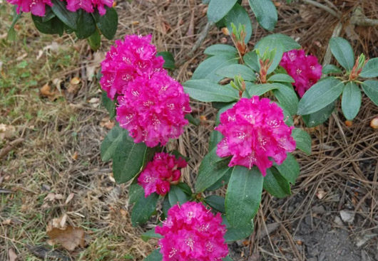 Rododendron czeski Lipnice, Rhododendron Lipnice