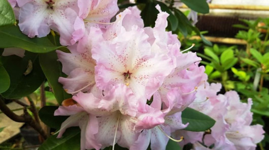 Rododendron czeski Ralsko, Rhododendron Ralsko
