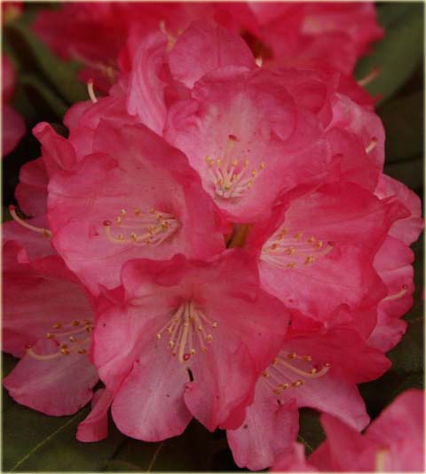 Rododendron jakuszimański Daniela - Rhododendron yakushimanum Daniela