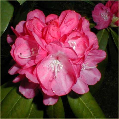 Rododendron jakuszimański Daniela - Rhododendron yakushimanum Daniela