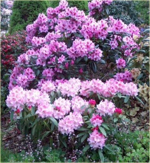 Rododendron wielkokwiatowy Diadem - Rhododendron Diadem