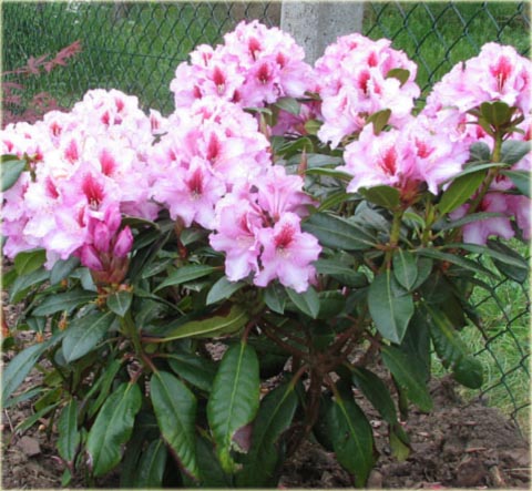 Rododendron wielkokwiatowy Diadem - Rhododendron Diadem