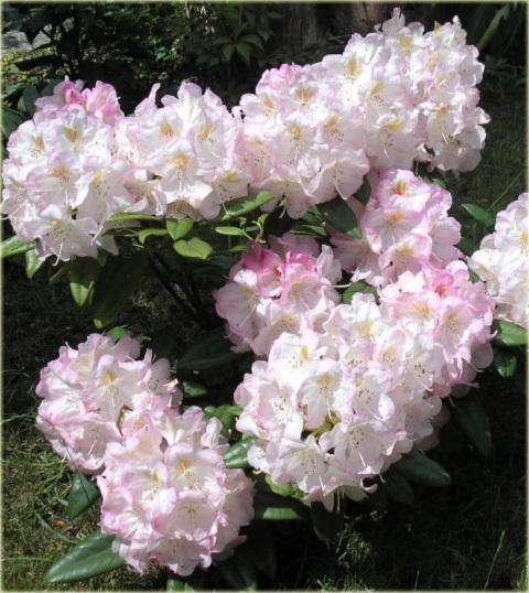 Rododendron wielkokwiatowy Dominik - Rhododendron Dominik