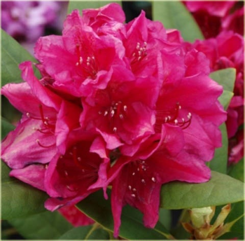 Rododendron wielkokwiatowy Dr.H.C.Dresselhuys - Rhododendron Dr.H.C.Dresselhuys