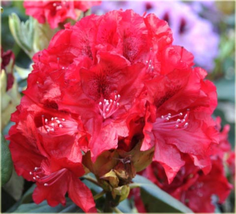 Rododendron wielkokwiatowy Erato - Rhododendron Erato
