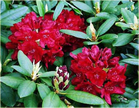 Rododendron wielkokwiatowy Erato - Rhododendron Erato