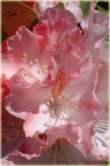 Rododendron jakuszimański Excelsior - Rhododendron yakushimanum Excelsior