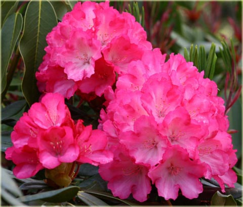 Rododendron jakuszimański Fantastica - Rhododendron yakushimanum Fantastica