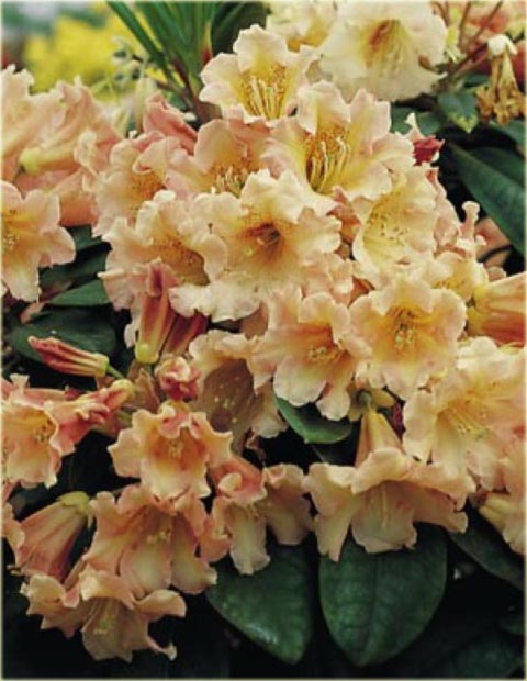 Rododendron wielkokwiatowy Flautando - Rhododendron Flautando