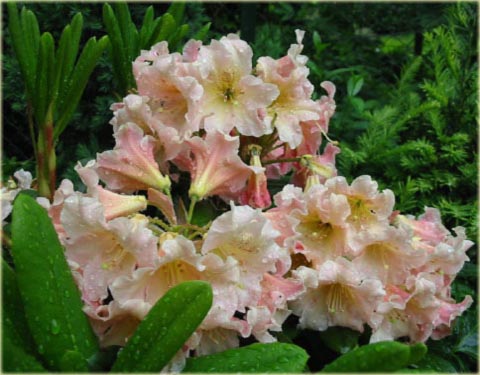 Rododendron wielkokwiatowy Flautando - Rhododendron Flautando