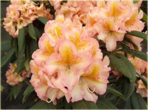 Rododendron wielkokwiatowy Fluidum - Rhododendron Fluidum