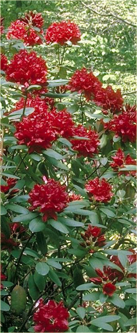 Rododendron wielkokwiatowy Francesca - Rhododendron Francesca