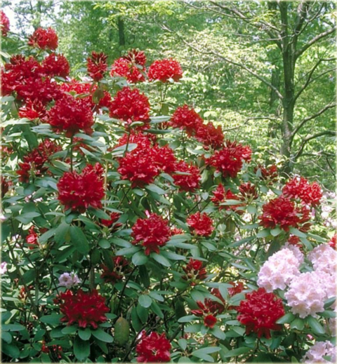 Rododendron wielkokwiatowy Francesca - Rhododendron Francesca
