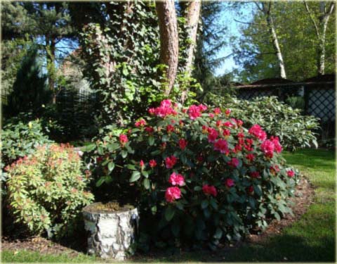 Rododendron williamsianum Gartendirektor Glocker - Rhododendron williamsianum Gartendirektor Glocker