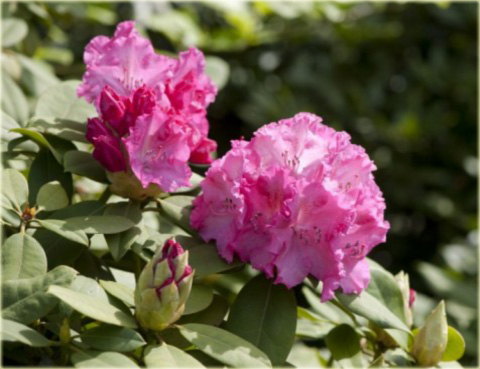 Rododendron wielkokwiatowy Germania - Rhododendron Germania