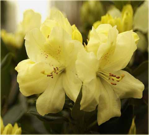Rododendron wielkokwiatowy Goldbukett - Rhododendron Goldbukett