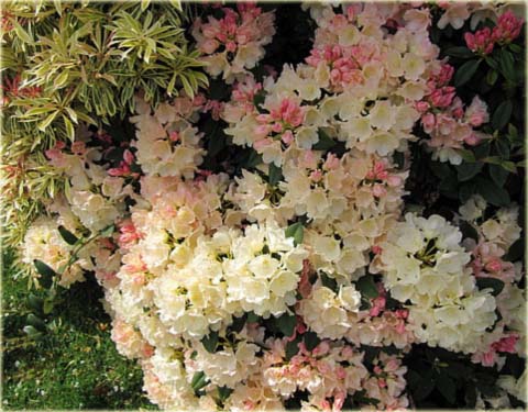 Rododendron jakuszimański Golden Torch - Rhododendron yakushimanum Golden Torch