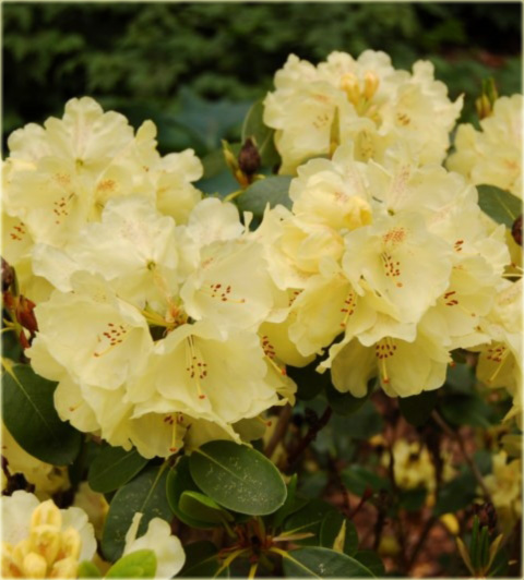 Rododendron wielkokwiatowy Goldkrone - Rhododendron Goldkrone